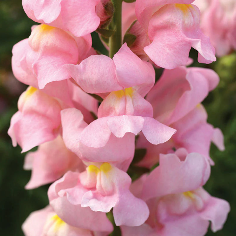 Snapdragon Rocket Mix F1