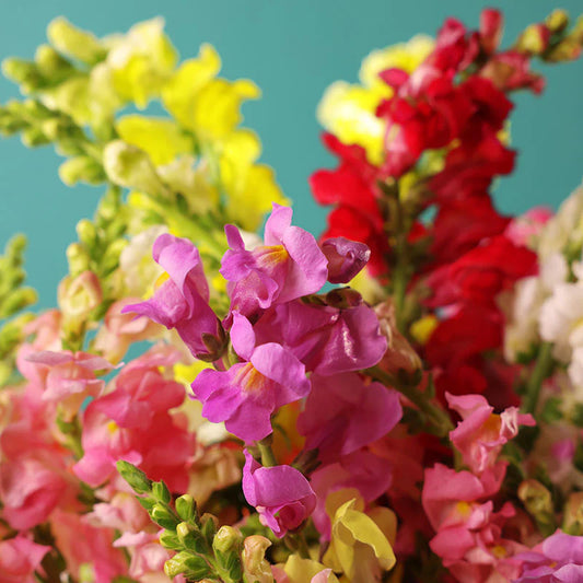 Snapdragon Rocket Mix F1