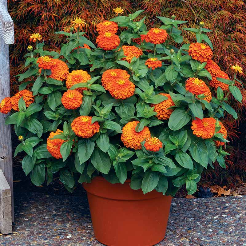 Zinnia Magellan Orange F1