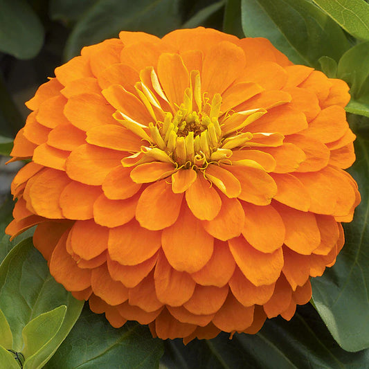 Zinnia Magellan Orange F1