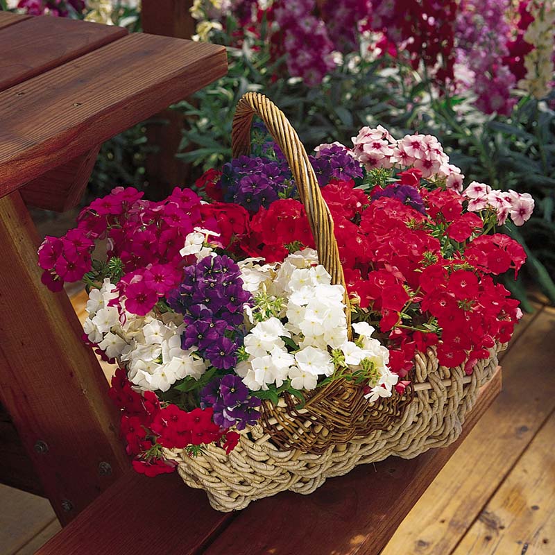 Phlox 21st Century Mix F1