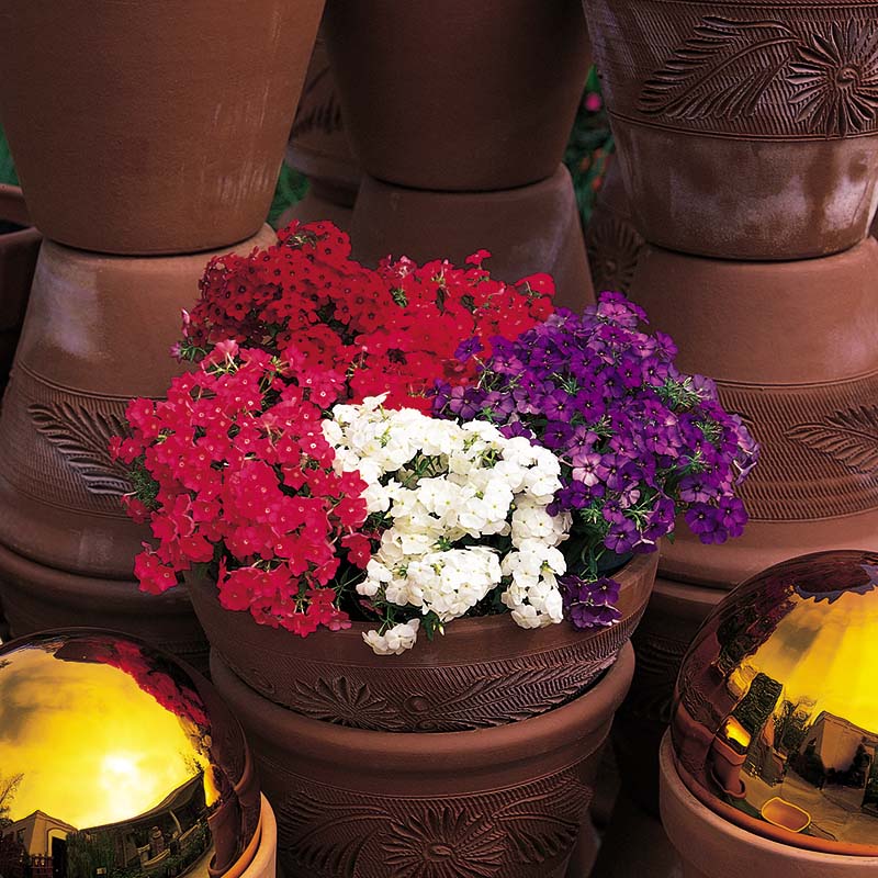 Phlox 21st Century Mix F1