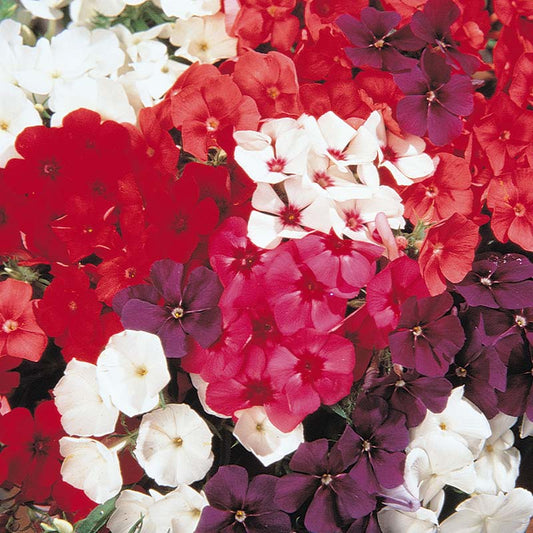 Phlox 21st Century Mix F1