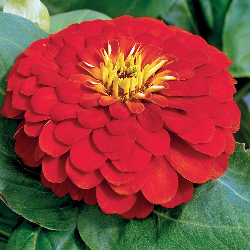 Zinnia Magellan Scarlet F1
