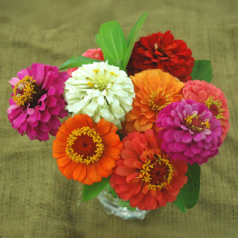 Zinnia Cut and Come Again Mix