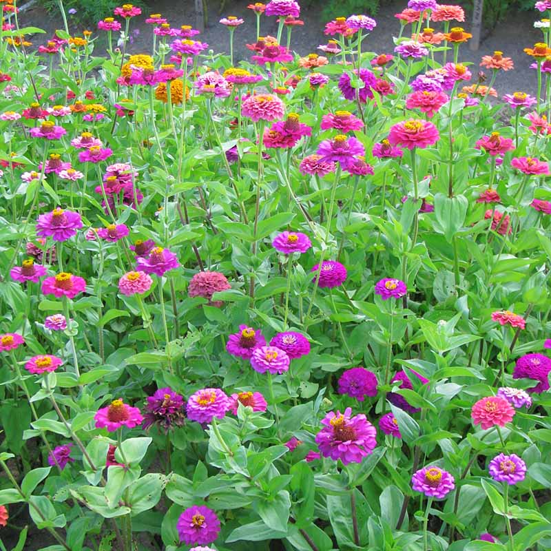 Zinnia Cut and Come Again Mix