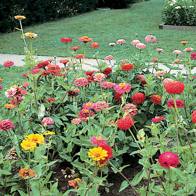 Zinnia Cut and Come Again Mix