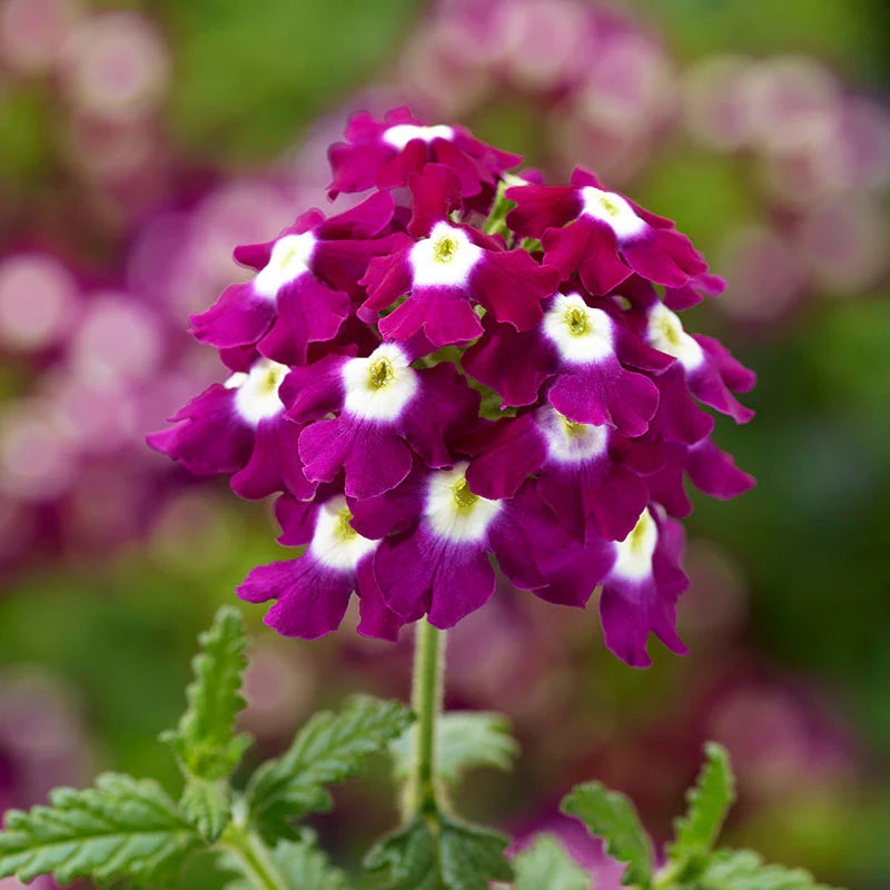 Verbena Obsession Mix