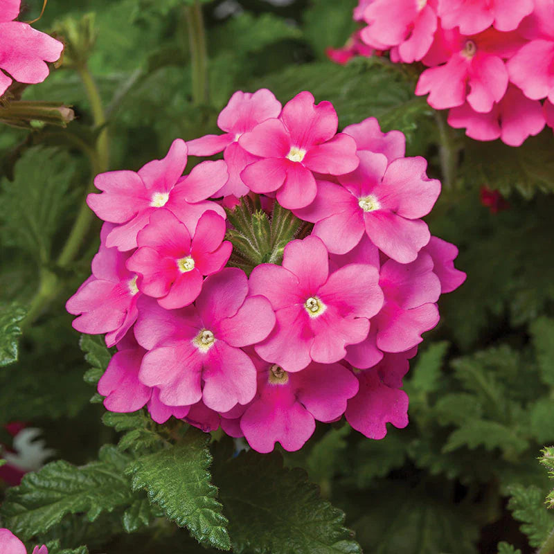 Verbena Obsession Mix