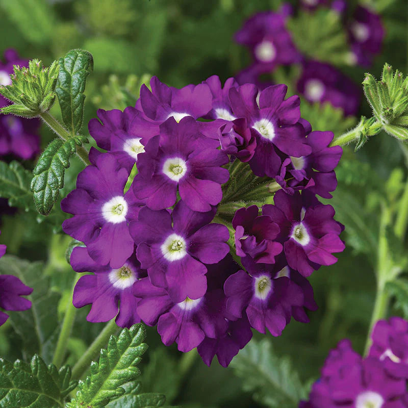 Verbena Obsession Mix