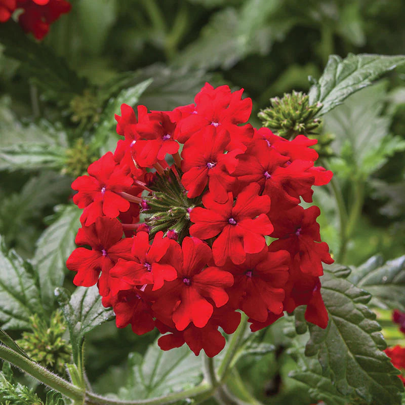 Verbena Obsession Mix