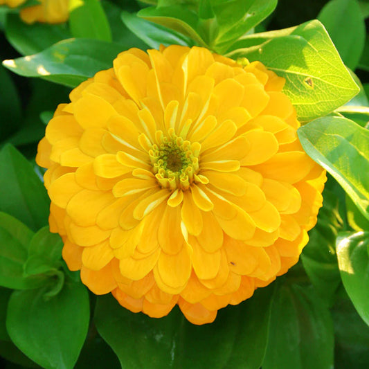 Zinnia Magellan Yellow F1