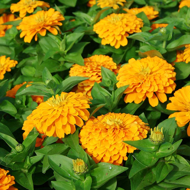 Zinnia Magellan Yellow F1