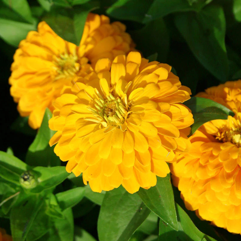 Zinnia Magellan Yellow F1