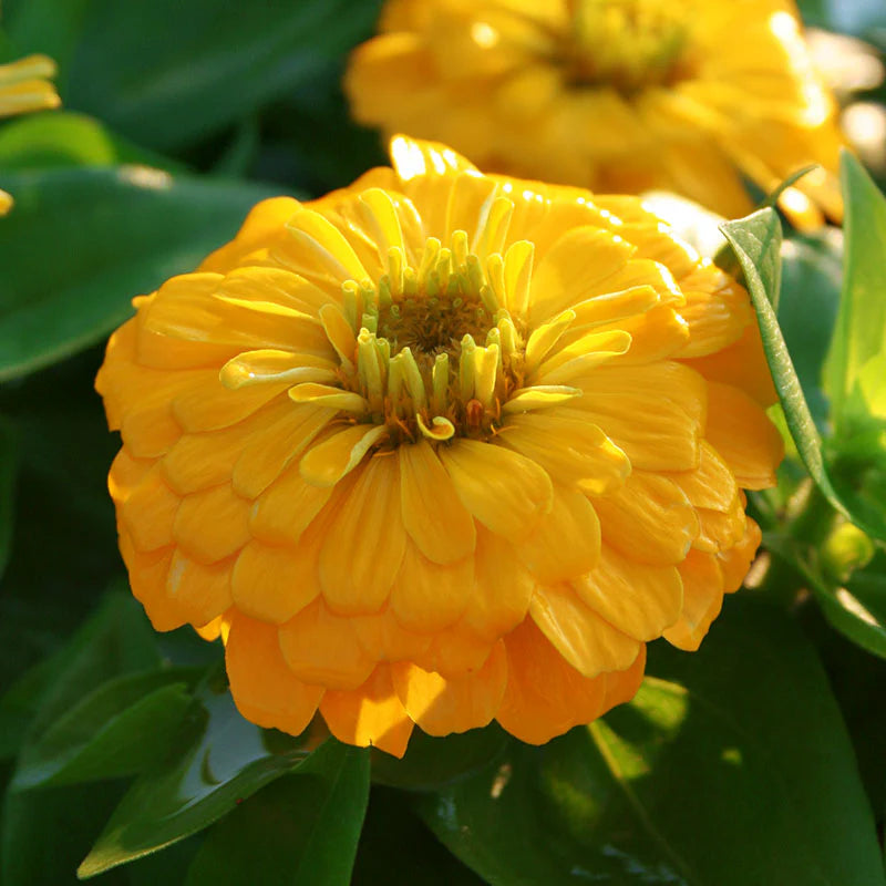 Zinnia Magellan Yellow F1