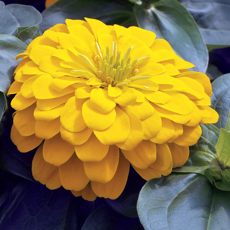 Zinnia Magellan Yellow F1
