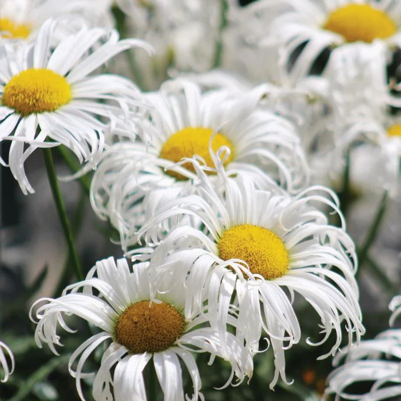 Shasta Daisy - Hardy Perennial