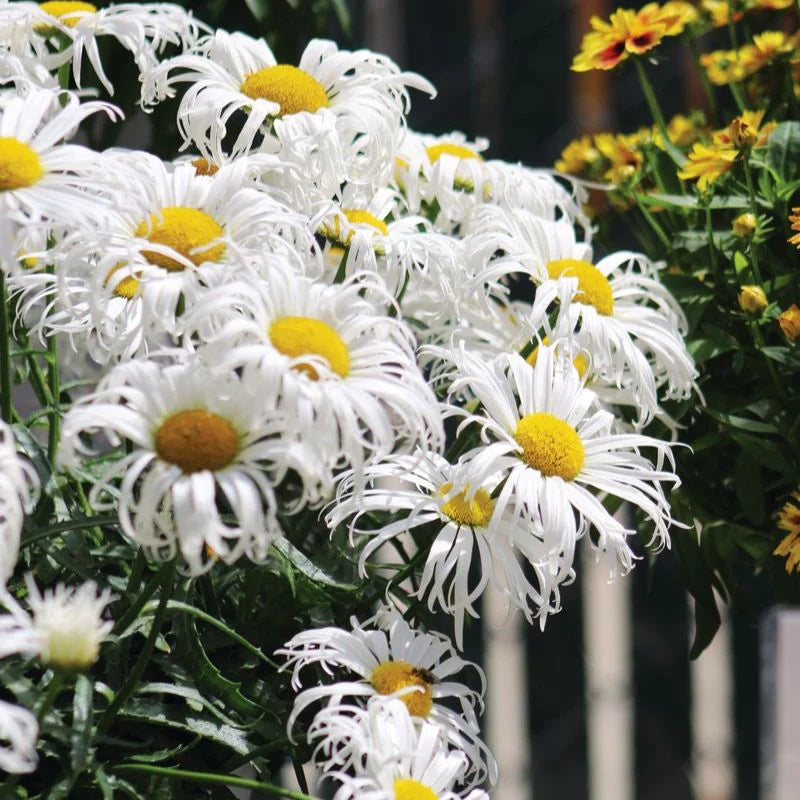 Shasta Daisy - Hardy Perennial