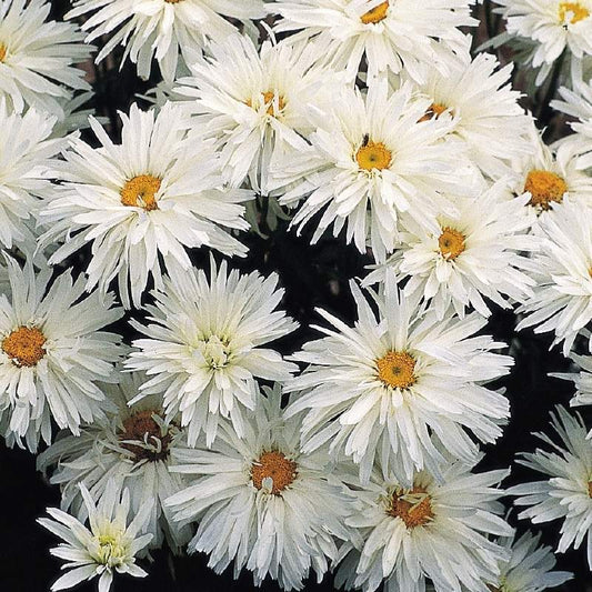 Shasta Daisy - Hardy Perennial