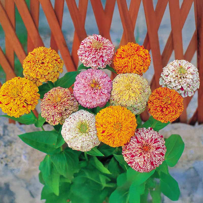 Zinnia Peppermint Stick Mix