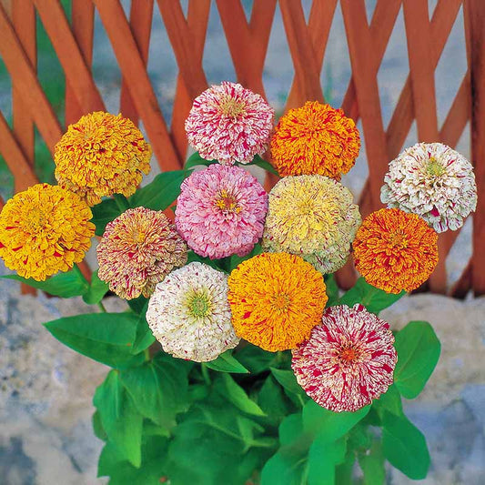 Zinnia Peppermint Stick Mix