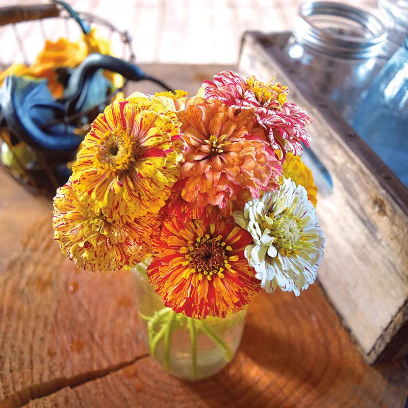 Zinnia Peppermint Stick Mix