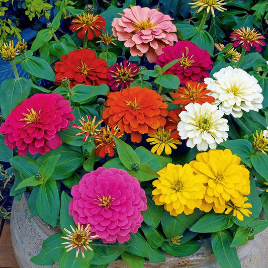 Zinnia Magellan Mix F1 Hybrid