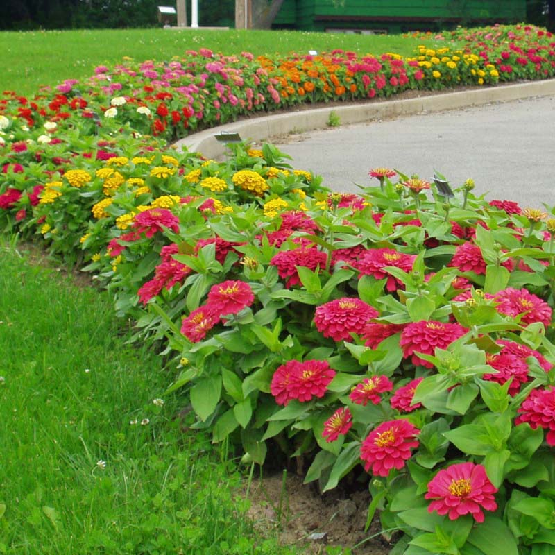 Zinnia Magellan Cherry F1