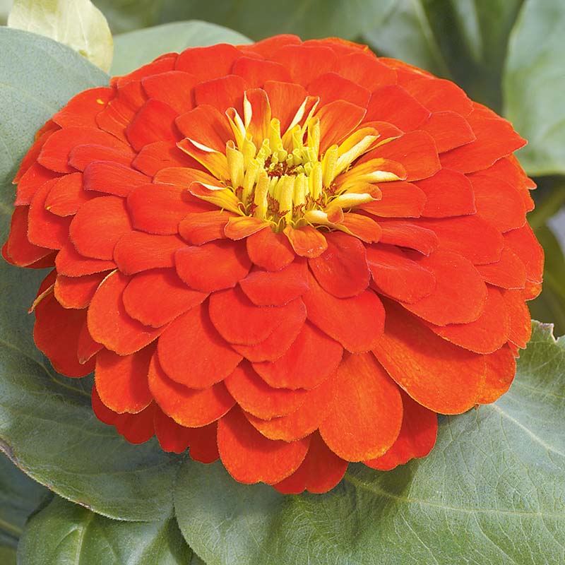 Zinnia Magellan Mix F1 Hybrid