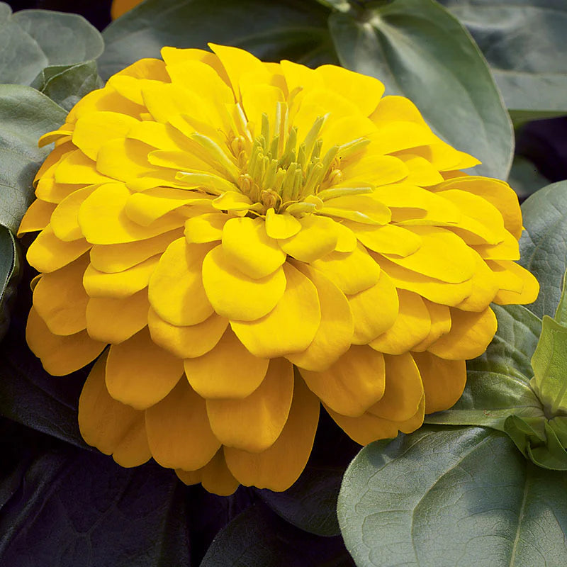 Zinnia Magellan Mix F1 Hybrid
