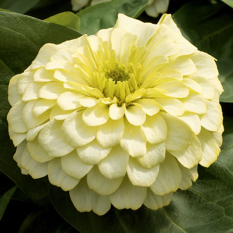 Zinnia Magellan Mix F1 Hybrid