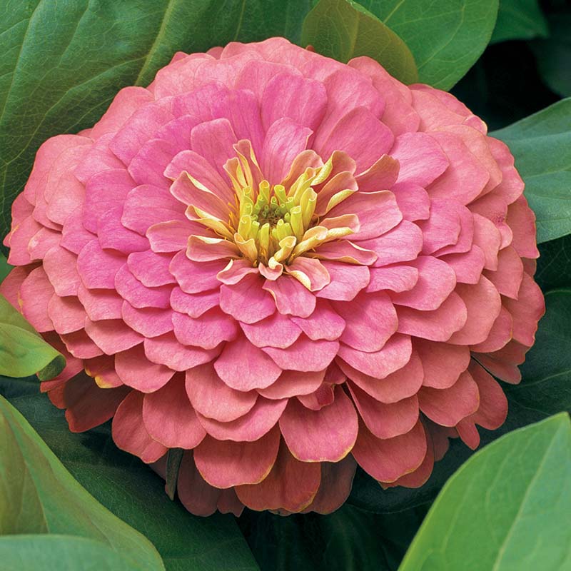 Zinnia Magellan Mix F1 Hybrid