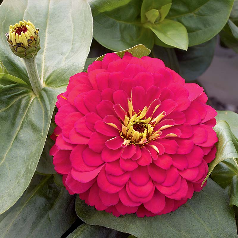 Zinnia Magellan Mix F1 Hybrid