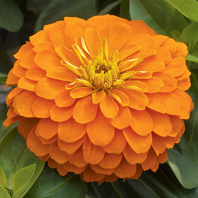 Zinnia Magellan Mix F1 Hybrid