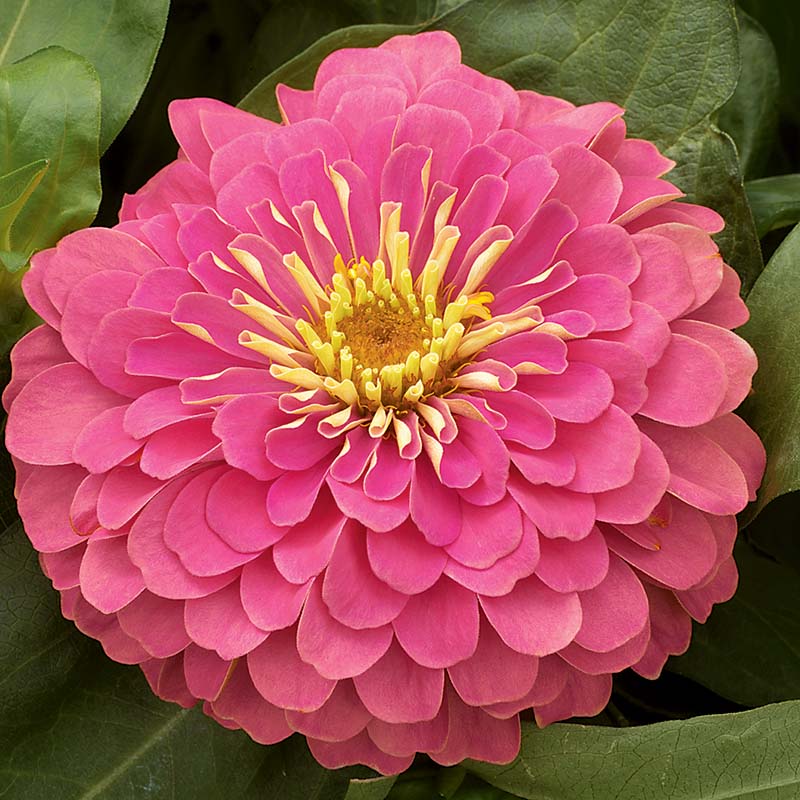 Zinnia Magellan Mix F1 Hybrid