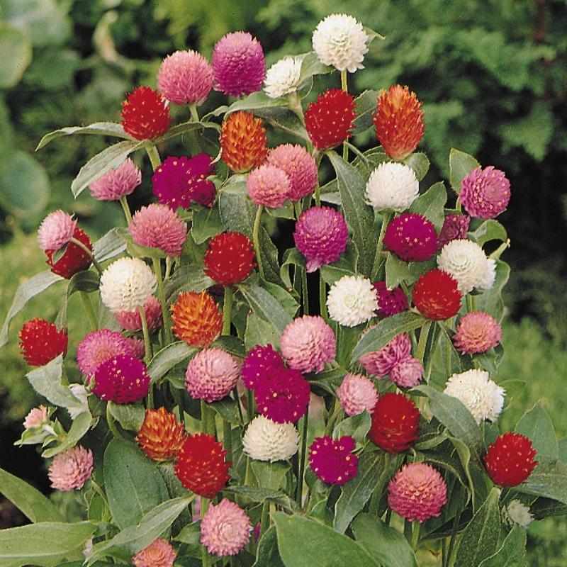 Gomphrena QIS Mix