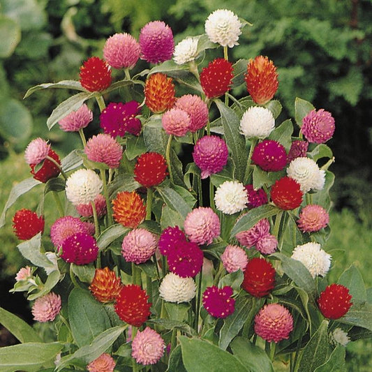 Gomphrena QIS Mix