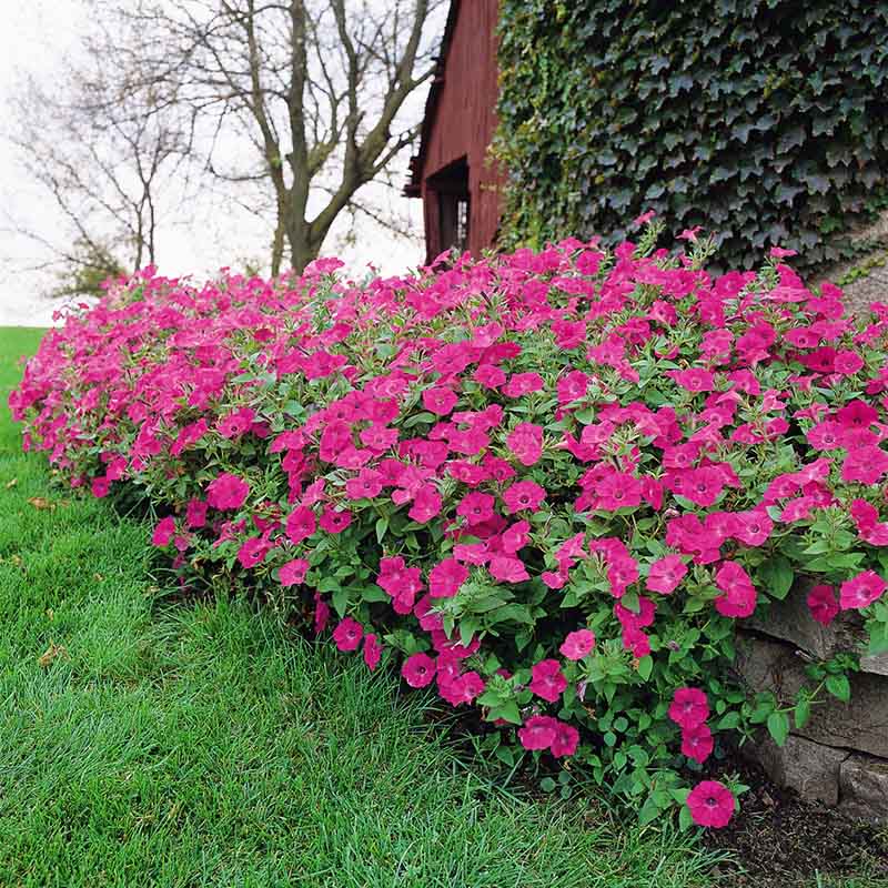 Petunia Tidal Wave Hot Pink F1 for Hedges/Borders ( spreads more than 3 feet but not more than 5 feet )