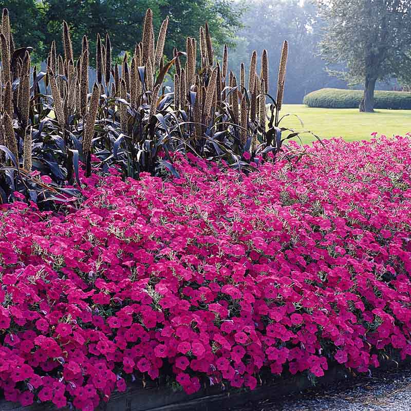 Petunia Tidal Wave Hot Pink F1 for Hedges/Borders ( spreads more than 3 feet but not more than 5 feet )