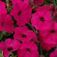 Petunia Tidal Wave Purple F1 for Hedges/Borders ( spreads more than 3 feet but not more than 5 feet )