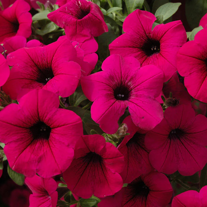 Petunia Tidal Wave Purple F1 for Hedges/Borders ( spreads more than 3 feet but not more than 5 feet )