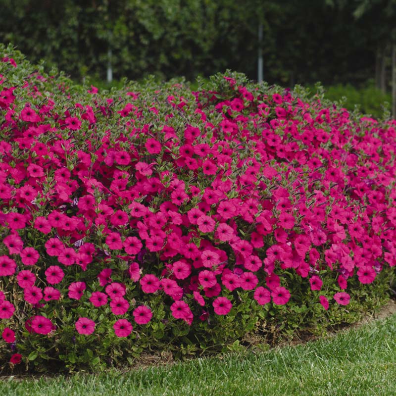 Petunia Tidal Wave Purple F1 for Hedges/Borders ( spreads more than 3 feet but not more than 5 feet )