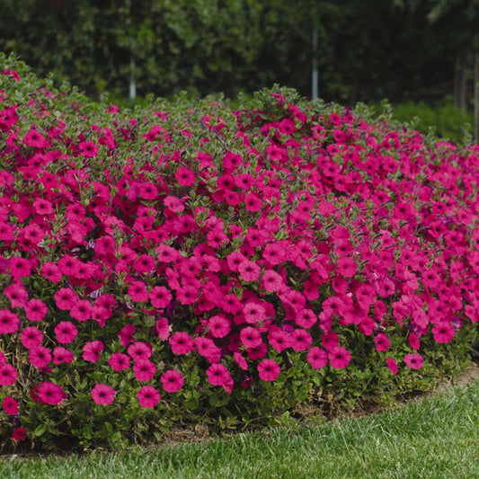 Petunia Tidal Wave Purple F1 for Hedges/Borders ( spreads more than 3 feet but not more than 5 feet )