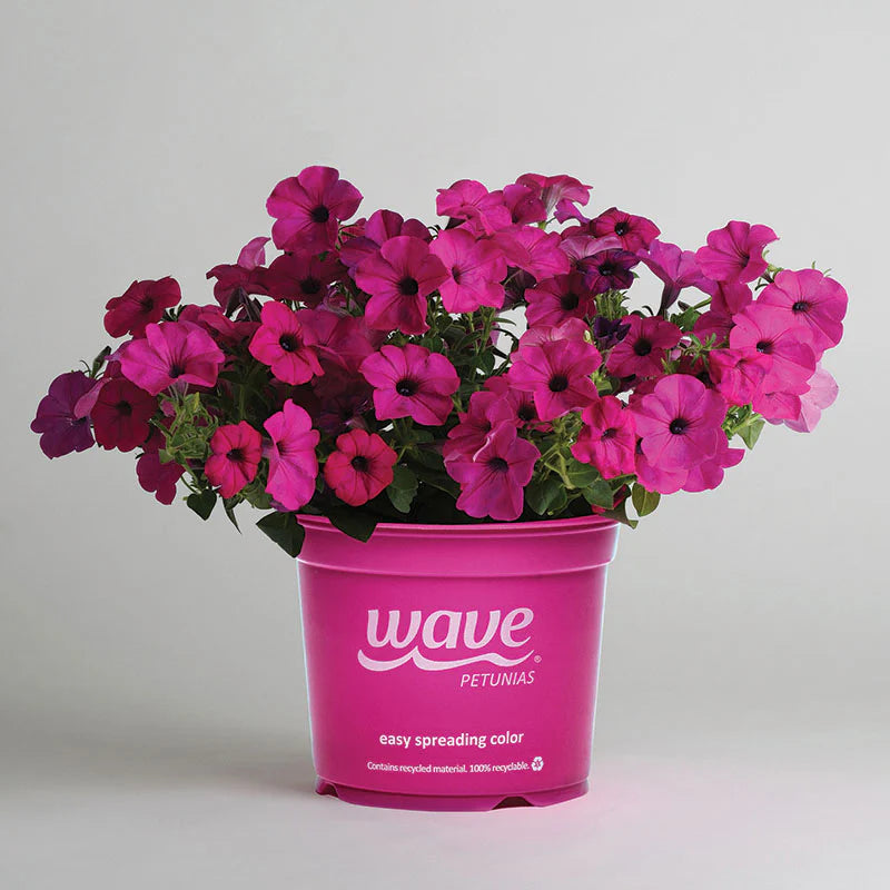 Petunia Tidal Wave Purple F1 for Hedges/Borders ( spreads more than 3 feet but not more than 5 feet )
