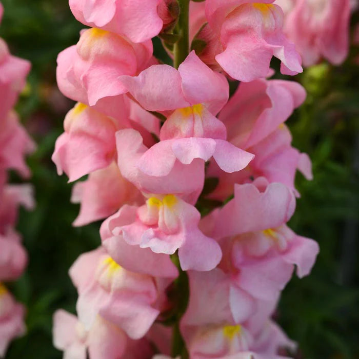 Snapdragon Rocket Pink F1