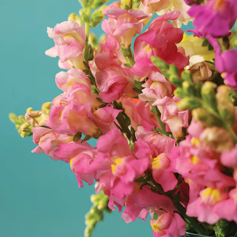 Snapdragon Rocket Pink F1