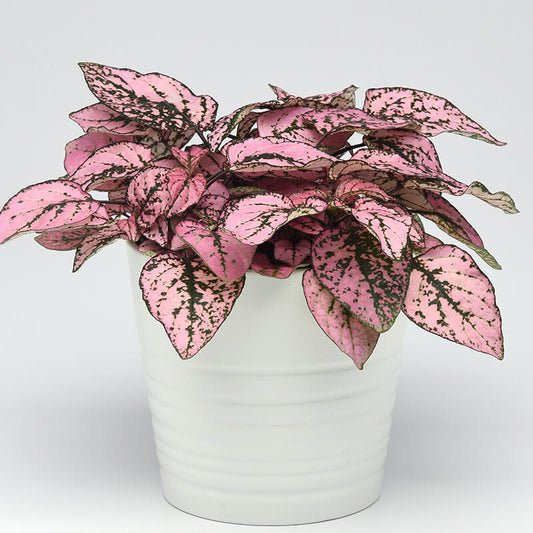 Hypoestes Splash Select Pink