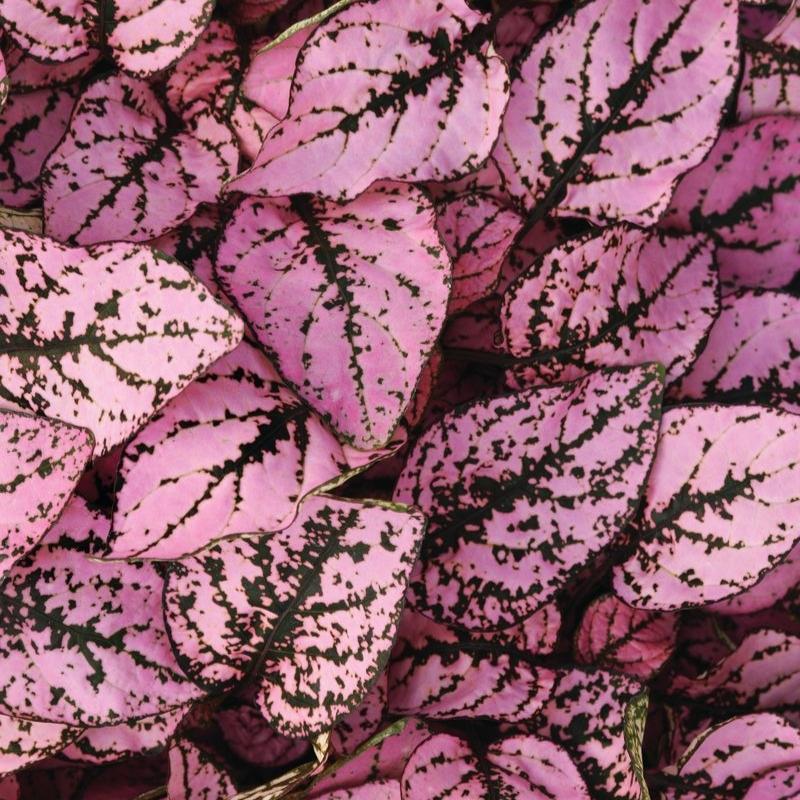 Hypoestes Splash Select Pink