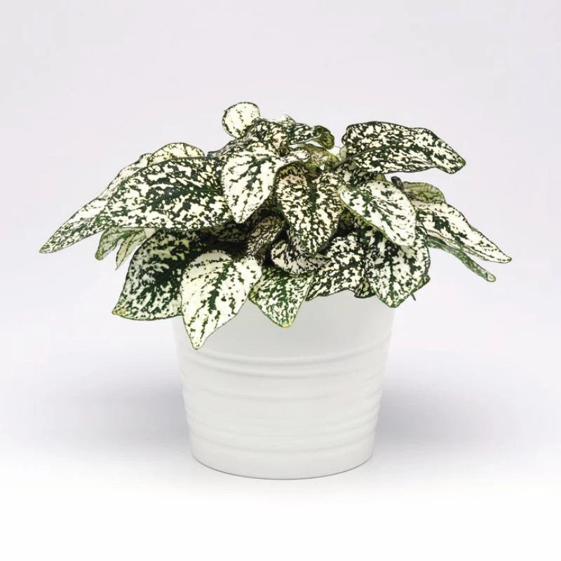 Hypoestes Splash Select White