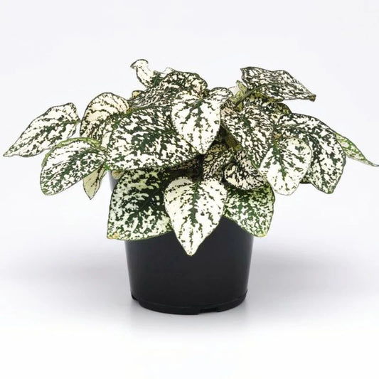 Hypoestes Splash Select White